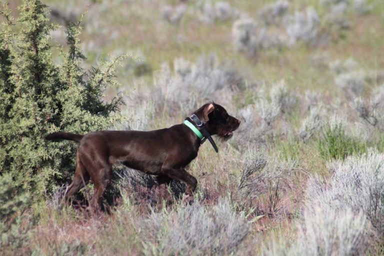 Pudelpointers -Cross between German Hunting Poodle and English Pointer